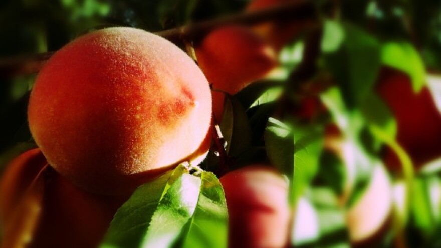 Zaštitite breskve početkom vegetacije