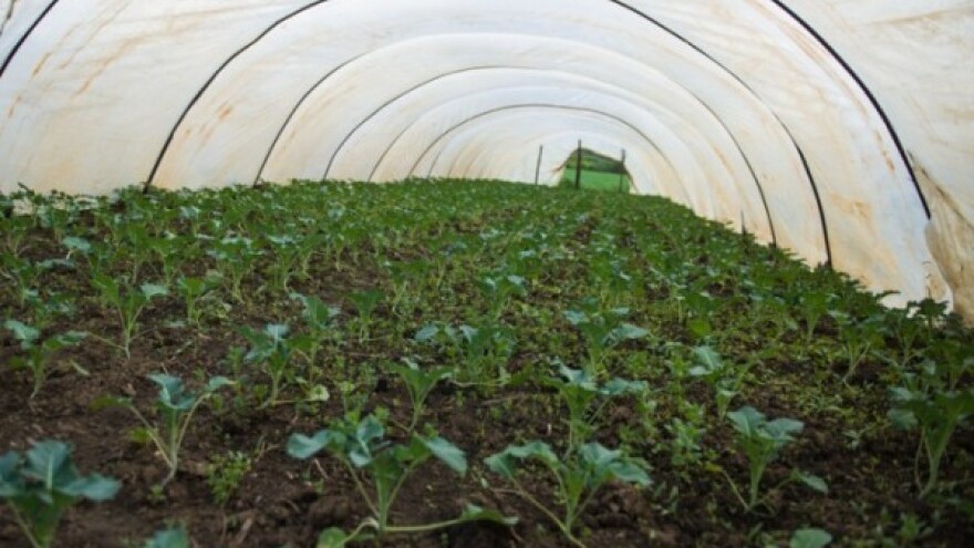 Agrokapilaris - inovacija u navodnjavanju