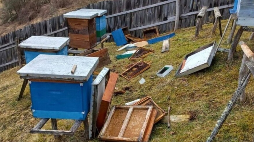 Zatražene izmjene propisa zbog napada medvjeda na pčelinjake