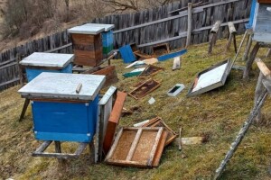 Medvjedi lome košnice u srbijanskim selima
