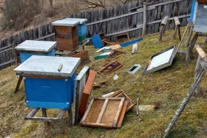 Medvedi lome košnice u selima oko Uvca