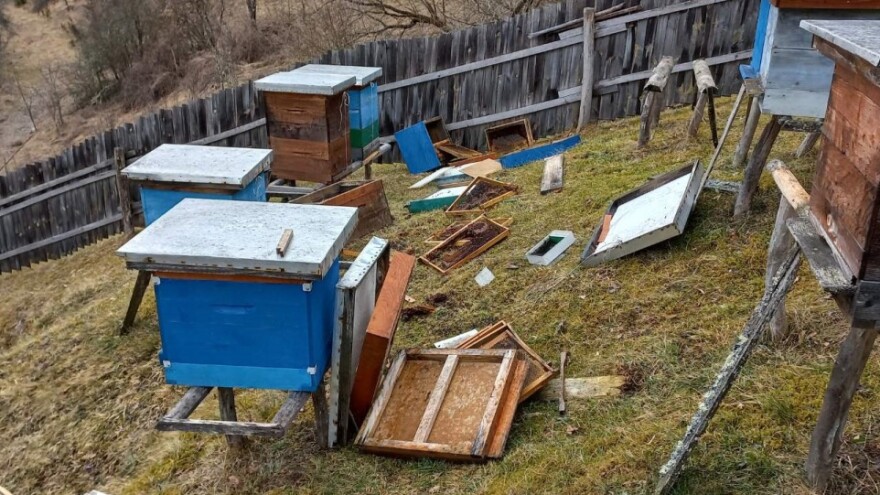 Medvedi lome košnice u selima oko Uvca