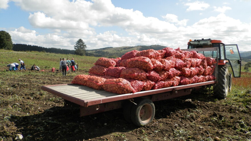 U novovaroškom kraju suša prepolovila rod krompira, ali je cena dobra