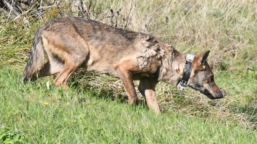 Vučica Vanda prva dobila satelitsku ogrlicu