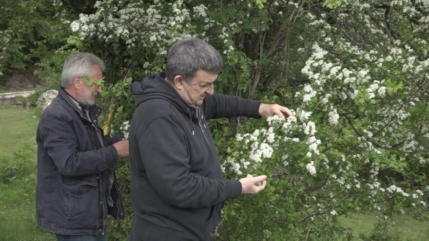 Eksploatacija lekovitog bilja na održivi način i prilika da se zaradi