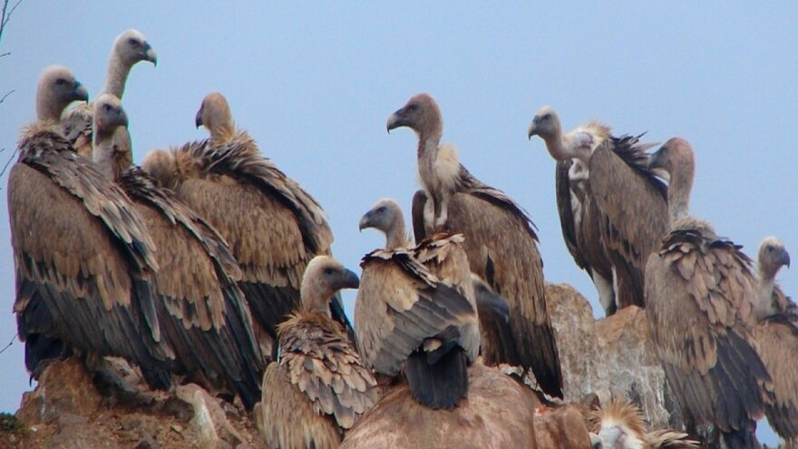 U poslednjih 17 godina više od 200 slučajeva trovanja ptica grabljivica