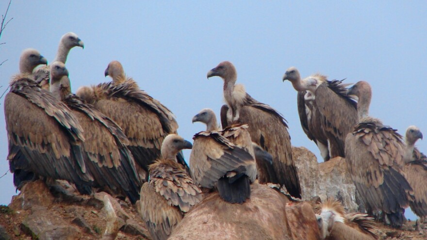 Uvački lešinari uštede budžetu 60.000 evra godišnje