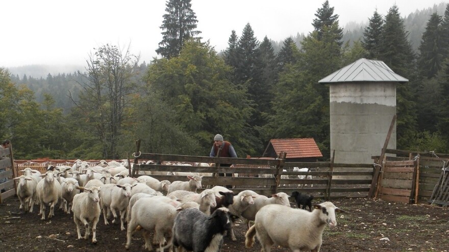Medvedi prave štetu stočarima oko Uvca