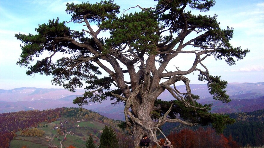 U godovima stoletnog bora ispisana istorija sela