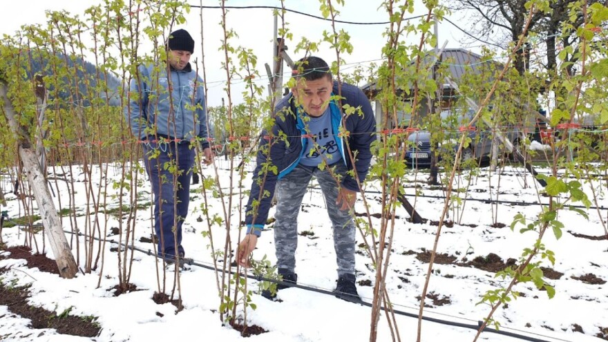 Majska mećava pričinila štetu u voćnjacima