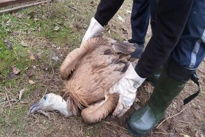 Bjeloglavog supa ubilo jato gavranova?!