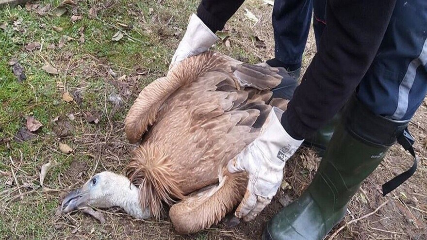 Bjeloglavog supa ubilo jato gavranova?!