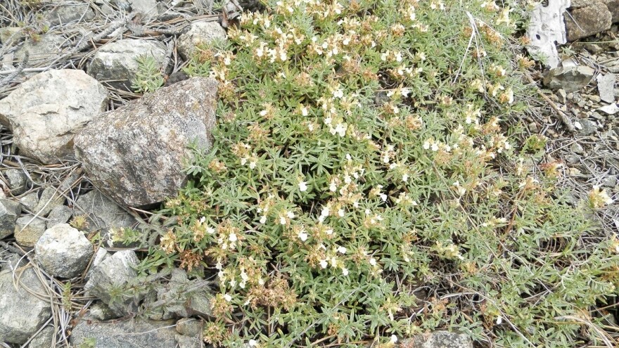 Biljke u hercegovačkoj tradiciji: Šta simbolizuje trava iva, a za šta koristiti broć?