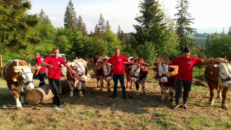 Nema dobrog rabadžije bez dobrih volova
