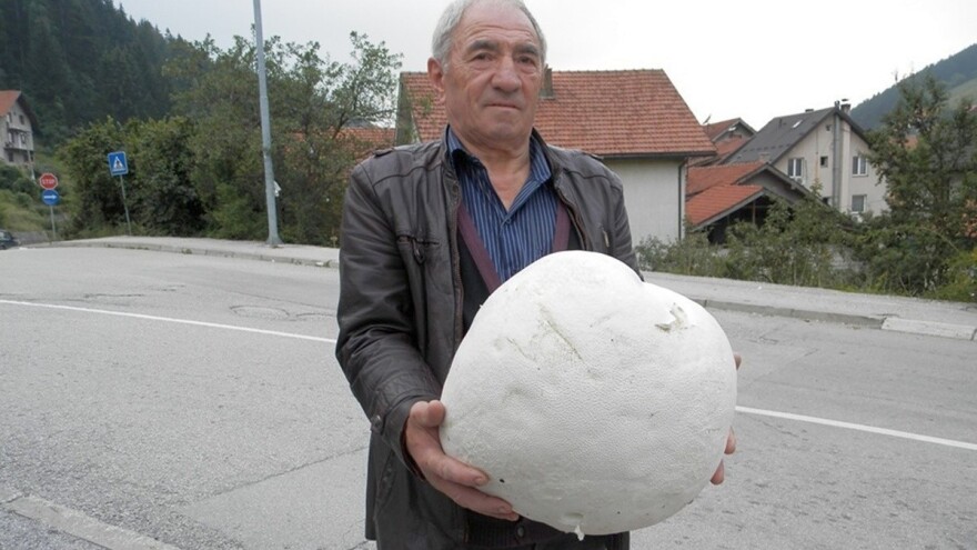 Ubrao puharu veličine tri nogometne lopte