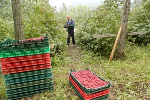 Malinjaci u lošem stanju, prinosi manji za 40 odsto