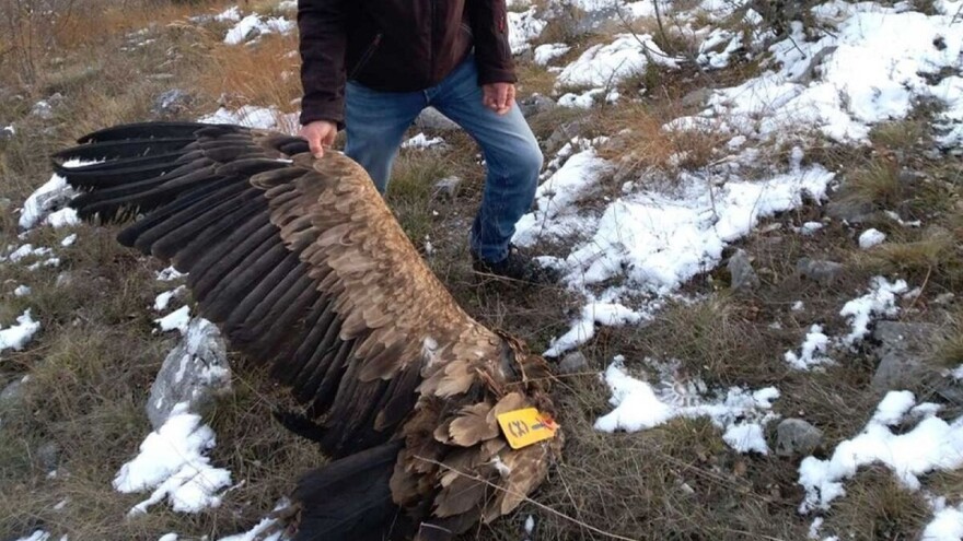 Uginula Dobrila, ženka beloglavog supa