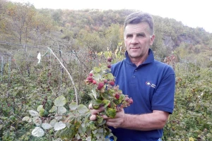 Opet cveta i rađa voće, biće oštra zima!?
