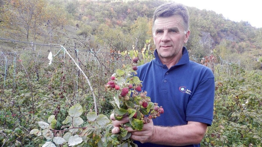 Opet cveta i rađa voće, biće oštra zima!?