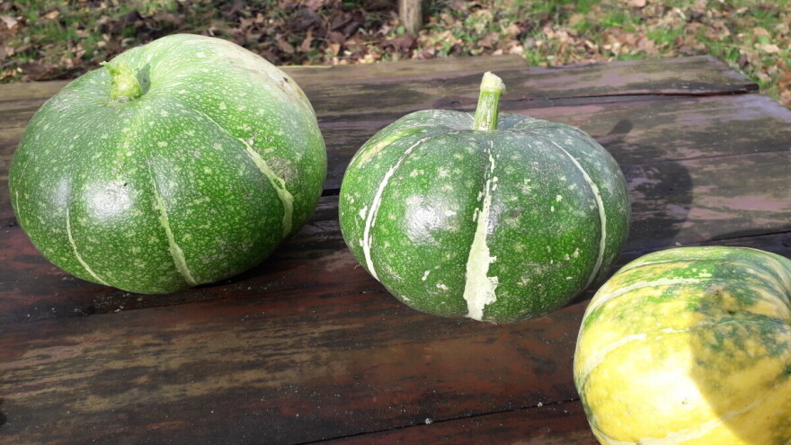 Bundeva, tikva ili misirača - kraljica jeseni od koje se pravi i tiramisu kolač