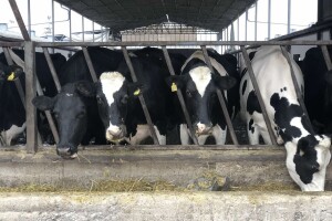Farma Salaš: Inovativnim rješenjima do zdravog vimena