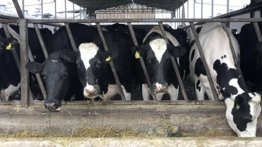 Farma Salaš: Inovativnim rješenjima do zdravog vimena