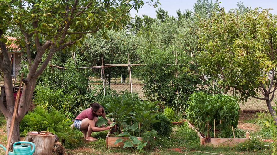 Iz vrta u teglice: Kako spriječiti kvarenje zimnice?