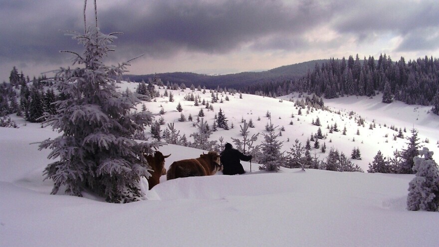 Jelke na Zlataru preživele praznike