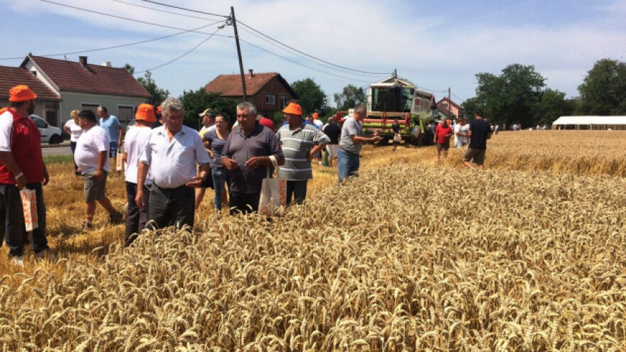 KWS sorte žitarica ove jeseni sve traženije!