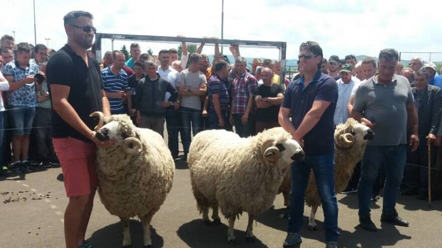 Nagrađeni najbolji ovnovi sa Pešterske visoravni