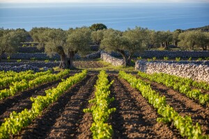 Agroklub prvi doznaje: Organizatori Sabatine i Marijana Petir podižu prvi pokazni vinograd s autohtonim sortama na Cresu!