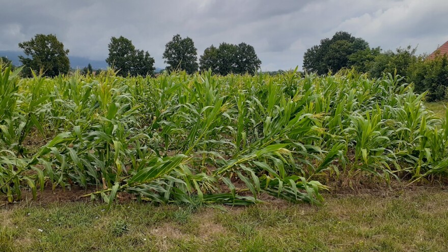 Pod Kozarom vjetar obarao zasade kukuruza i pšenice, ali i čupao stabla u voćnjacima