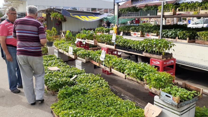 Održani "Dani rasada" - posjetioci zadovoljni, uzgajivači podržani podsticajnim sredstvima