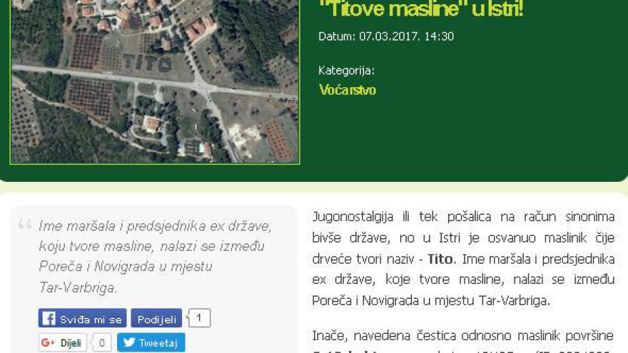 Neobične masline, poticaji i ideje za uzgoj