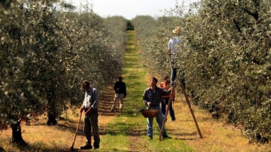 Oštećenim granama prijeti rak maslina