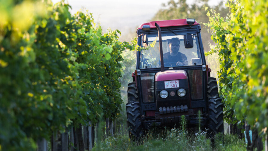 Prihranite vinovu lozu uz pomoć ICL SF strategije za proizvodnju vrhunskih vina