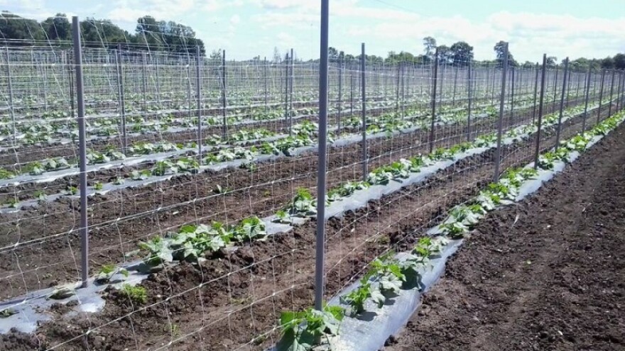 Traže se kooperanti krastavaca kornišona