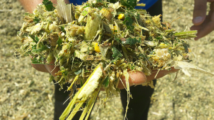 Kako pripremiti kvalitetnu silažu kukuruza