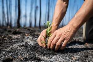 Agronomi i biolozi: Na zgarištu sadimo masline
