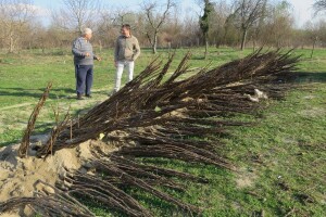 U Slavoniji podižu nasad od 200 hektara oraha sorte chandler i planiraju agroturizam