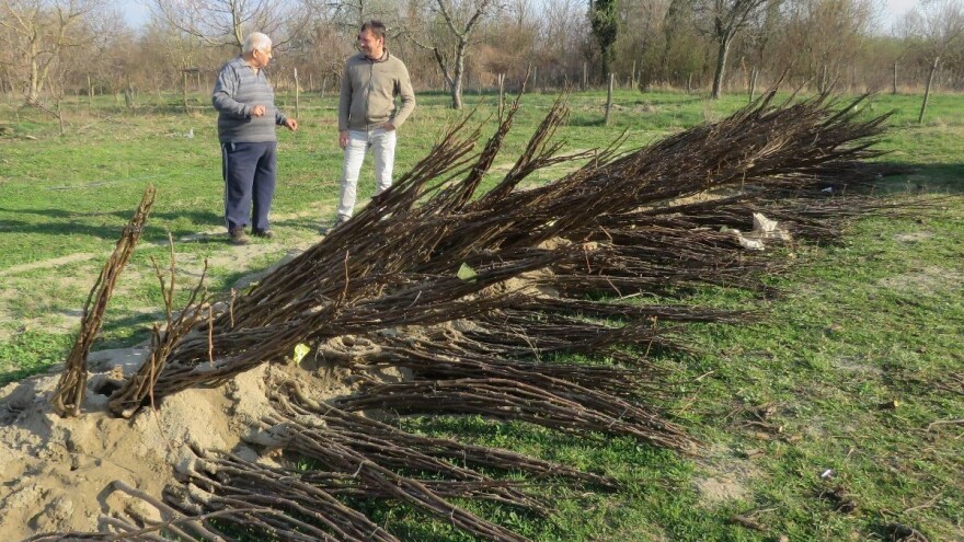 U Slavoniji podižu nasad od 200 hektara oraha sorte chandler i planiraju agroturizam