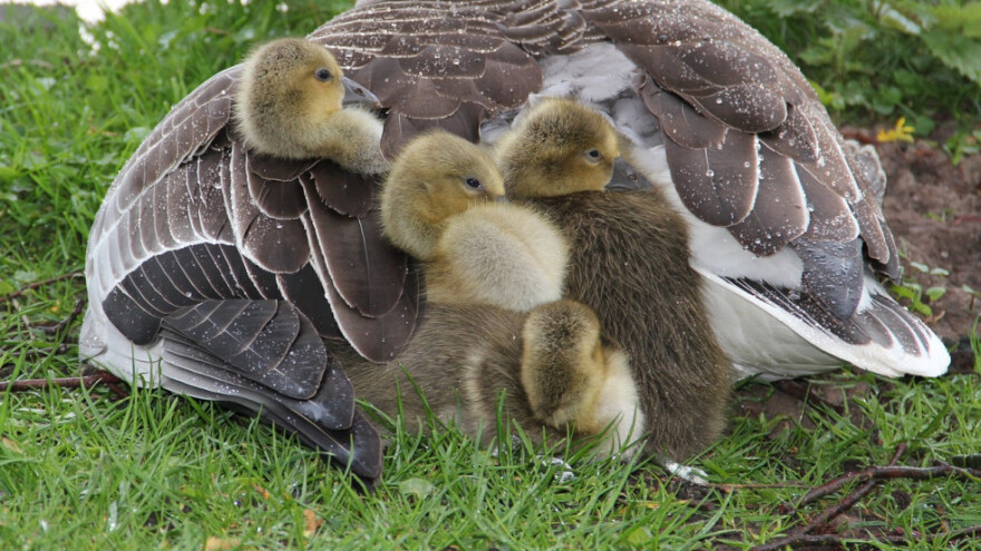 Za vikend padavine, u ponedjeljak stabilno