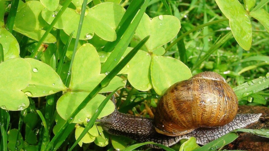 Smjena pljuskova i sunčanog razdoblja - očekujte razvoj biljnih bolesti i više štetočina