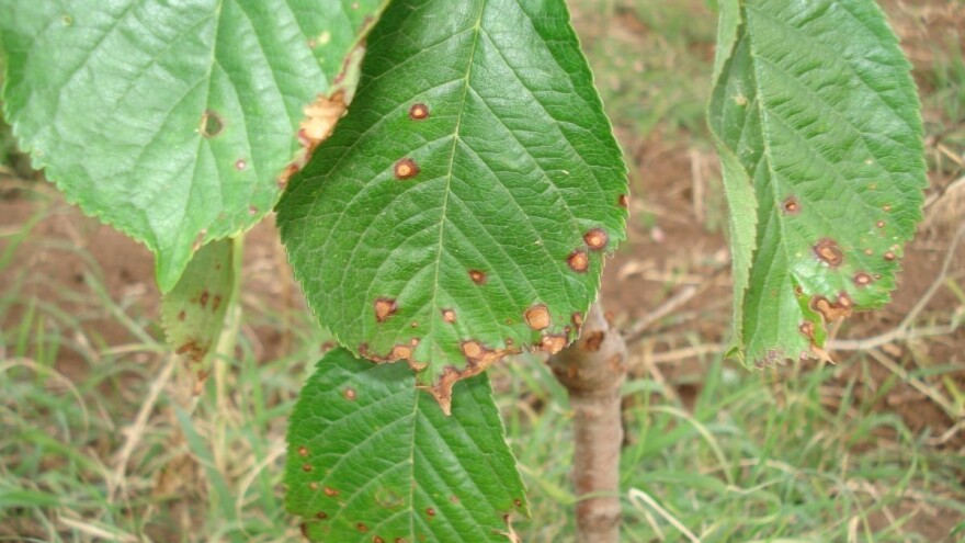 Zaštitite listove trešnje i višnje od bolesti