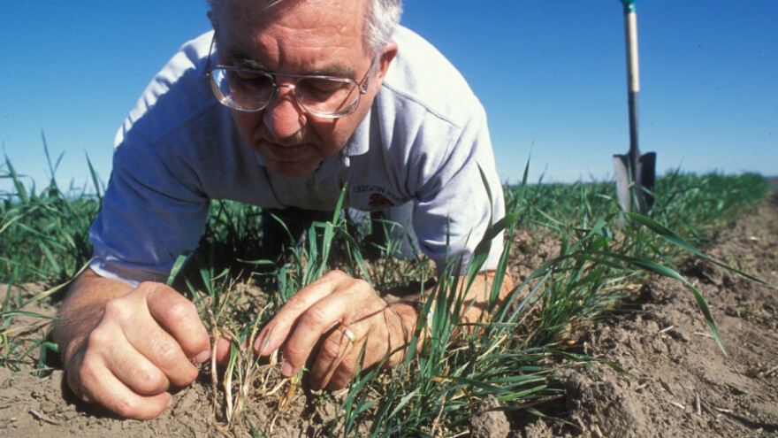 Vreme omogućilo intenzivan rast kultura