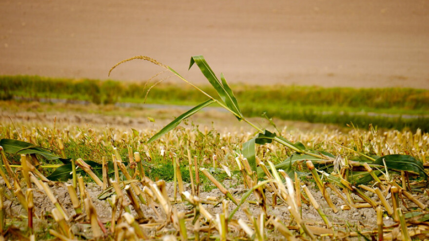 Mile Mirković: Agrosemberiju rasprodaju za bagatelu