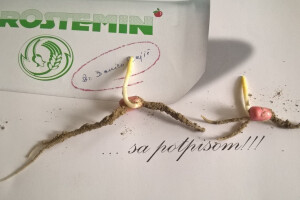 Primijenite Agrostemin prirodni biostimulator!
