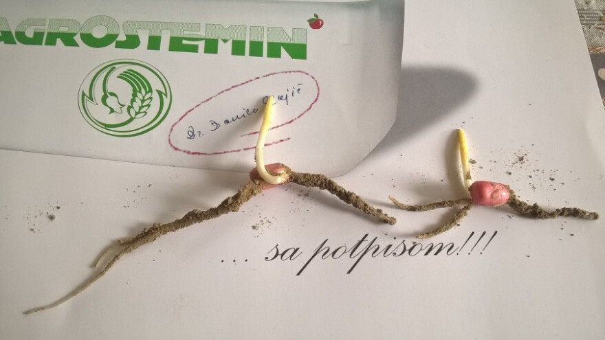 Primijenite Agrostemin prirodni biostimulator!