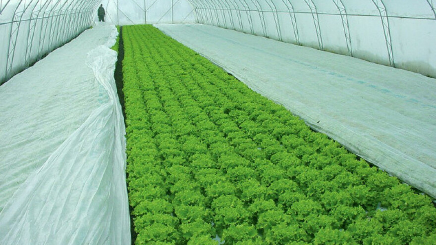 Zaštita povrća tokom zime