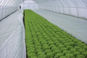 Zaštitite povrće agrotekstilom